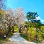 서울근교 벚꽃놀이 명소 추천!