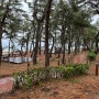 [캠핑] 연곡 솔향기 캠핑장 A구역, 바닷가 보이는 캠핑장, 우중캠핑