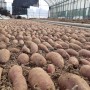 [고구마 재배] 유기농 고구마싹 키우기