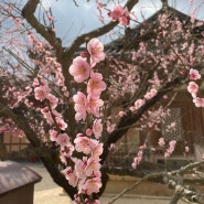 양산 통도사 3월 둘째주 홍매화 봄풍경