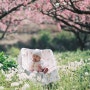 전남 화순 복사꽃마을에서 아기와 함께 봄나들이