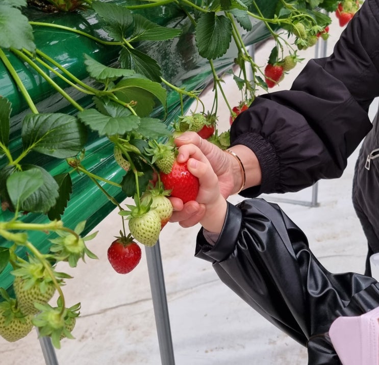 인천 딸기농장체험 딸기의 하루 가격 및 이용후기