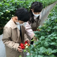 논산 딸기 체험, 별이네 딸기 농장