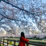 2022 부산 벚꽃 개화시기와 벚꽃 명소