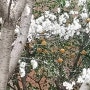 상하이 봄2/벚꽃만발/달라진 코로나분위기/ 단지별 pcr검사/로산꽌루/비오는 웨스트푸서 La petit Jardin