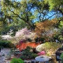 꽃들의 향연 "데스칸소 가든(Descanso Gardens)" 봄나들이