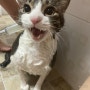 고양이 목욕! 목욕 주기와 방법 힘들고 고된 냥빨타임 고양이의 극대노 험한말 화냄 주의