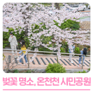 부산 벚꽃 명소, 온천천 시민공원