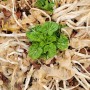 [연두네텃밭] 노지 텃밭에서 자연발아되어 월동한 배추 이어가는씨앗 2019~2022 재래종배추