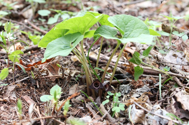 족도리풀속(Asarum) 7종 훑어보기 : 네이버 블로그