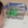 개구리알 부화시키기 생물관찰 (개구리 한살이 생태과학)