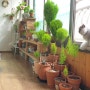 베란다정원 (고양이와 식물)