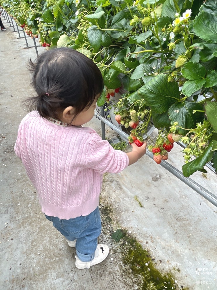 (서울근교) 아기랑 갈만한곳, 남양주 딸기농장체험, 한사랑딸기...