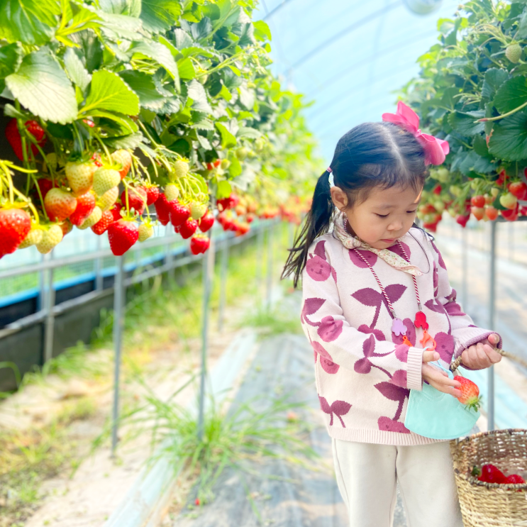 경남 통영 아기랑 갈만한곳 듬뿍농원 딸기체험