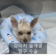 [W진료일기] 강아지 슬개골 탈구 2기 수술 후기
