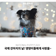 3월 23일, 국제 강아지의 날?!은 어떤 날 일까요? (펫샵 반대!)