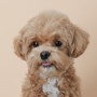 양주 애견스튜디오 두루두루, 강아지 증명사진 성공!