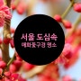 2022년 3월 봄꽃,매화 꽃구경 서울 도심속 명소 4곳 소개