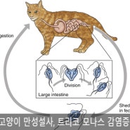 고양이 만성설사, 콕시듐, 트리코모나스 감염증