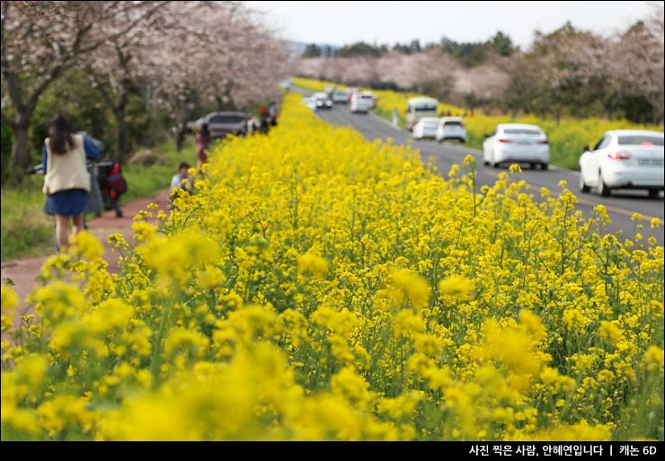 제주도 가시리 제주 녹산로 유채꽃 도로 벚꽃 아직 : 네이버 블로그