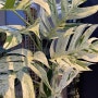 에피프레넘 피나텀 마블 바리에가타 Epipremnum Pinnatum Mable variegata 내꺼아님주의