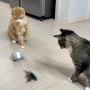 스스로 움직이는 고양이 장난감 냥이꺼, 운동도 되고 냥이들이 좋아해요 :) 영상있음!