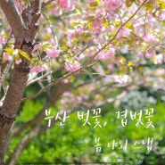 [야외스냅] 부산 을숙도 벚꽃, 겹벚꽃 명소 민주공원 야외스냅 ᴗ̈