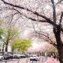 2022 벚꽃개화시기 서울 벚꽃 명소 여의도·석촌호수 벚꽃길 개방