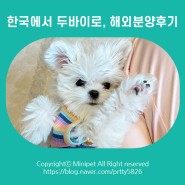 한국에서 두바이로 ! 해외 강아지분양 1위 미니펫의 실제 입양 후기
