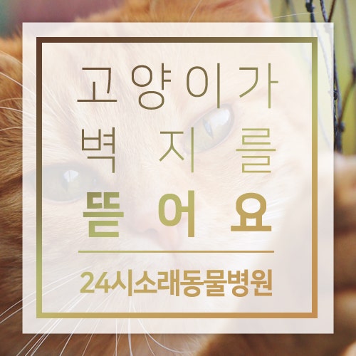 인천수술전문동물병원 : 고양이가 벽지를 뜯어요 / 고양이 벽지 / 고양이 벽지 할퀴기 / 벽지 필름 / 고양이 발톱 : 네이버 블로그 인천수술전문동물병원 : 고양이가 벽지를 뜯어요 / 고양이 벽지 / 고양이 벽지 할퀴기 / 벽지 필름 / 고양이 발톱 : 네이버 블로그