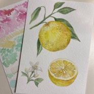 레몬 보태니컬 수채화 그림 그리기 식물화