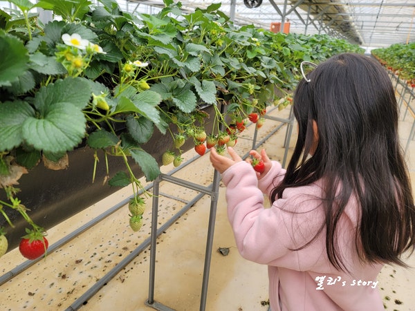 대구 아이와 가볼만한곳 : 아이와 딸기 따기 체험