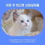 3월 넷째 주 미니펫에서 분양 중 고양이를 소개합니다🐱❤