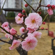 전주혁신도시 봄꽃 나들이 소리공원에서