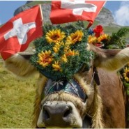 스위스, 2024년까지 유전자교정 작물의 재배 승인예정
