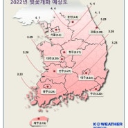 2022년 벚꽃개화시기 완전히 틀렸어요. 예정표 믿지마세요. 확인하고 가야됩니다.