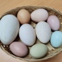 관상용 닭 키우기 농장에서 유정란 청계알 토종계란 거위알 기러기알 칠면조알