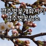 2022경주벚꽃개화시기 경주벚꽃명소