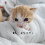 아기 고양이 밥? KMR 분유 타는 법 (생후 3주 차)