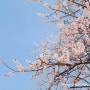 [대구/산책] 성당못 벚꽃명소 봄나들이, 살구꽃 만개 : 2022년 봄