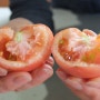유기농토마토 대추방울토마토 스마트스토어 에서 판매 시작 합니다