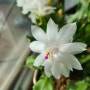 개발선인장 흰색꽃