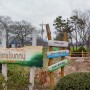 [강진여행] 전남 강진 보라바니 팜파크 라벤더와 토끼 목장