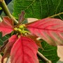 붉은잎을 토해내는 포인세티아