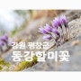 평창 문희마을 동강할미꽃('22.03.25)