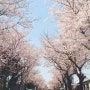 제주의 봄♡ 서귀포 벚꽃 구경과 한라봉 농장 풍경/ 카피라이트 무드등도 곧 작업해요!