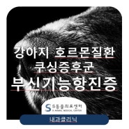 강아지 호르몬 질환, 쿠싱증후군, 부신피질기능항진증 [송파, 거여동, 하남 위례동물병원 S동물의료센터]