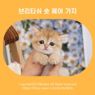 브리티쉬 숏 헤어 가지의 성격 / 특징 / 분양 정보까지 모두 다!