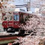 오사카 벚꽃여행 명소 슈쿠가와 벚꽃 크루즈