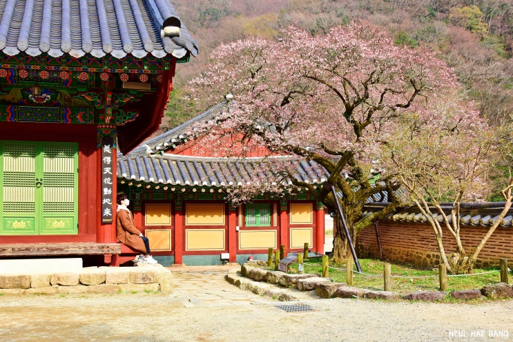 장성 가볼만한곳 장성 백양사 고불매 개화 시작 만개 시기는 ... : 네이버 블로그